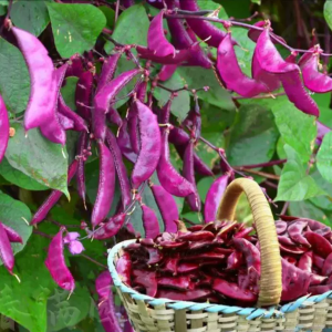 Purple Eyebrow Bean Seeds