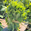 🌿Pea Shoots Microgreens Sprouting Seeds