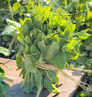๐ฟPea Shoots Microgreens Sprouting Seeds