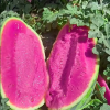 Pink Mist Watermelon Seeds🍉✨