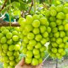 Shine Muscat Grapes Seeds