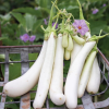 Creamy White Eggplant Seeds
