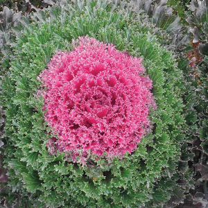Green-Pink Collard Vegetable Seeds