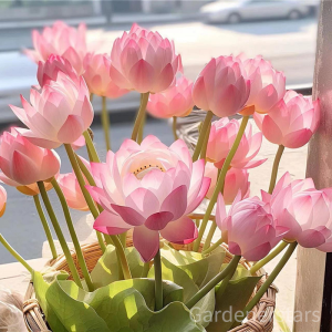 🌸[7 days germination]Last Day Sale - 50% OFF💐The Sacred Bonsai Bowl Lotus Flower