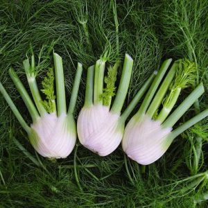 ๐ฟโจ Bulbing Fennel Seeds โ Flavorful, Fragrant, and Beautiful! ๐ฝ๏ธ๐ฑ