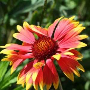 50Pcs Blanket Flower Seeds, Gaillardia Aristata