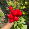 Cherry Fruit Radish Seeds