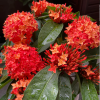 Dragon Boat Flower Seeds