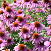50Pcs RARE PURPLE CONEFLOWER SEEDS