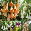 Bag Datura Brugmansia Seeds Potted Bonsai Trumpets Angel Flower Seeds