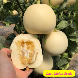 Lazy Melon Seeds