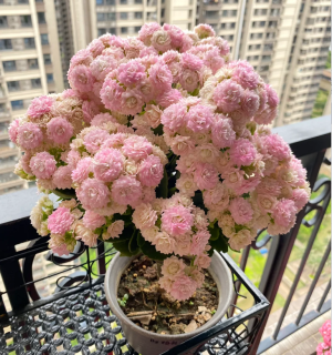 🌷Lucky Longevity Flower Seeds