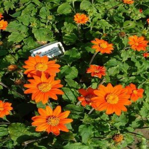 Orange Sunflower,Tithonia Speciosa Goldfinger flower Seeds