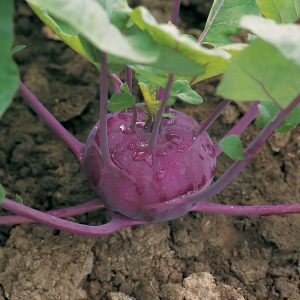 Kohlrabi Kolibri