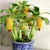 30pcs Dwarf Banana Seeds Bonsai Tree Tropical Fruit Seeds Balcony Home Plants