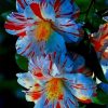 Blue & Red Hibiscus Flowers Seeds
