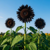 'Sunlight Giant' Sunflower Seeds - Black