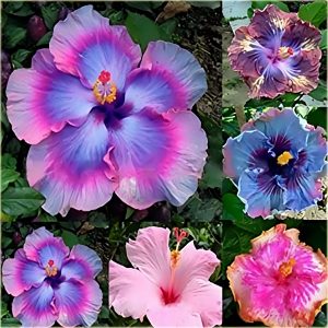 Hibiscus-Giant Ombre  Exotic Coral Flowers Seeds
