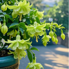 🌺Lantern Flower Seeds-Green