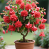 🌺 Lantern Flower Seeds-Red