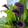 Calla Lily Seeds Garden Balcony Potted Perennial Flower Seeds Bonsai Ivy Flowers