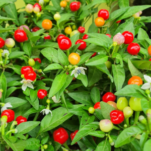 ๐ถ๏ธNon-GMO Organic Colorful Pepper Seeds
