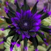 Purple Flame Sunflower