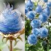 Blue Prairie Smoke Flower