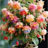 🌺Lantern Flower Seeds-Colorful
