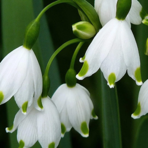 🌼Snowdrop Flower Seeds—Symbol Of Hope