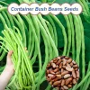 🫘Container Bush Beans Mascotte