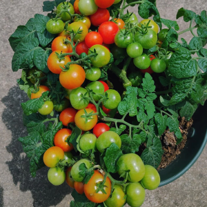 ๐
๐
Potted Dwarf Tomato Seeds