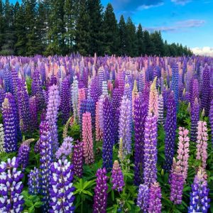 🌺Lupine Flower Seeds - Mother Flower