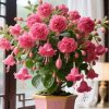 🌺 Lantern Flower Seeds-Pink