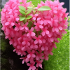 Flower Seed Heart Of The Earth